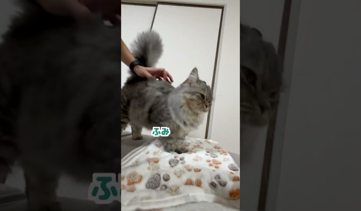 お出迎えガチ勢のマンチカンが可愛すぎた😍　#猫　#ねこ　#マンチカン　#お出迎え　#cat