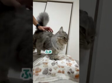 お出迎えガチ勢のマンチカンが可愛すぎた😍　#猫　#ねこ　#マンチカン　#お出迎え　#cat