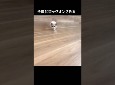 子猫にロックオンされる😱 #保護子猫