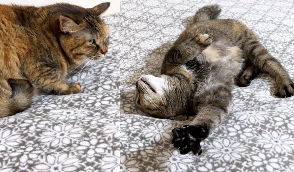 警戒する妹猫に仲良くなろうと頑張る不器用な姉猫