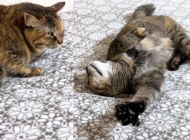 警戒する妹猫に仲良くなろうと頑張る不器用な姉猫