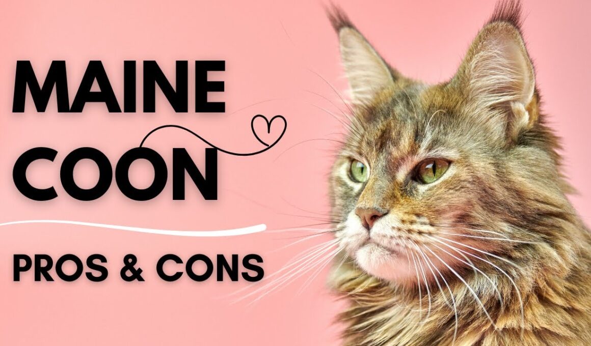 Maine Coon: Pros & Cons You Must Know Before Adopting