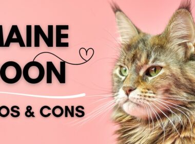 Maine Coon: Pros & Cons You Must Know Before Adopting