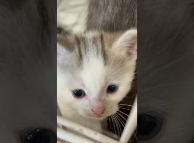 きなこお母さんときなこベイビーズ / まんちの樹 猫カフェ・マンチカン猫ブリーダー / #ねこ #cat #子猫 #かわいい