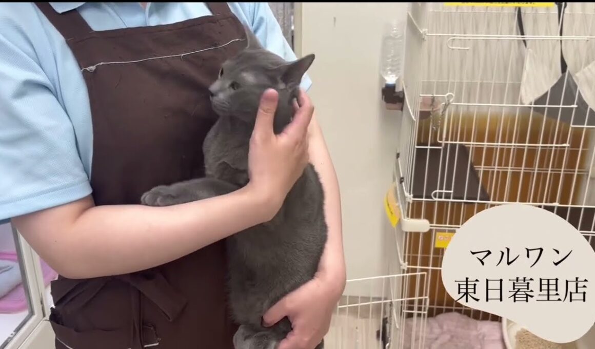 【ロシアンブルー】抱っこしてまったりなロシたん