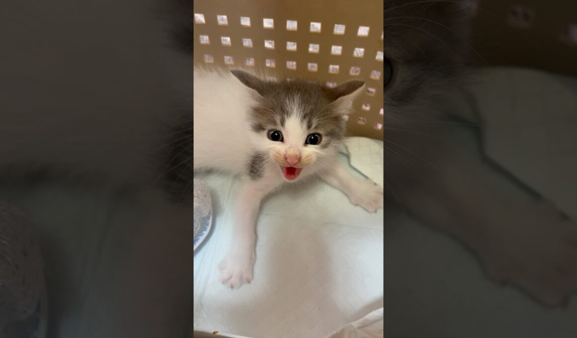 アライグマにやられた他の子の分まで幸せになろうね#子猫 #保護猫 #グレー猫