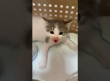 アライグマにやられた他の子の分まで幸せになろうね#子猫 #保護猫 #グレー猫