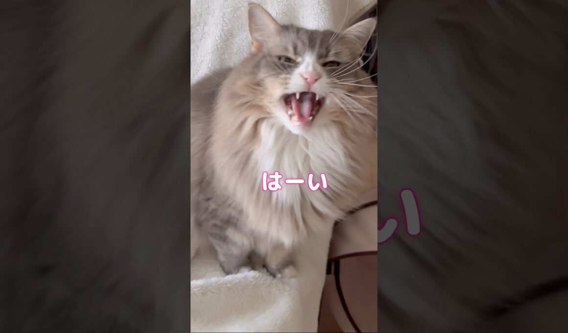 まな猫たちによる「何が好き？」 #shorts #ノルウェージャンフォレストキャット #サイベリアン #アビシニアン #cat