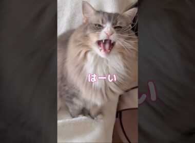 まな猫たちによる「何が好き？」 #shorts #ノルウェージャンフォレストキャット #サイベリアン #アビシニアン #cat