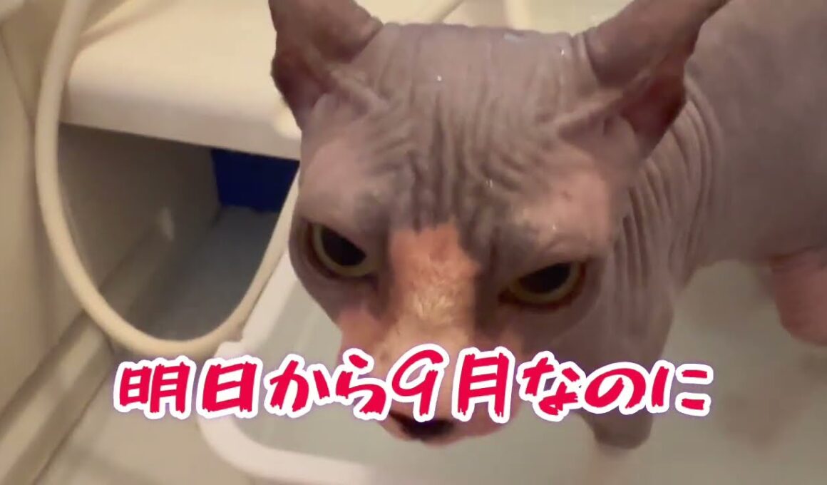 暑さに弱いスフィンクス猫チャイ秋になれば＃猫＃cat＃sphynx＃猫のいる暮らし＃お風呂