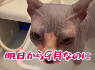 暑さに弱いスフィンクス猫チャイ秋になれば＃猫＃cat＃sphynx＃猫のいる暮らし＃お風呂