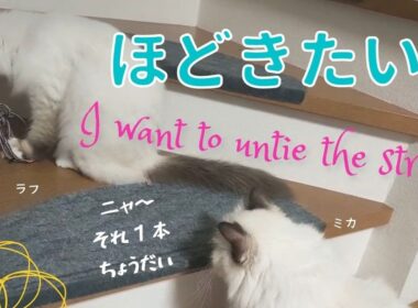 ヒモで遊ぶバーマン猫【ほどきたい！】I want to untie the string（バーマン猫）Birman/Cat