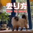 バーマン猫ラフとウリ【去り方】How to leave（バーマン猫）Birman/Cat