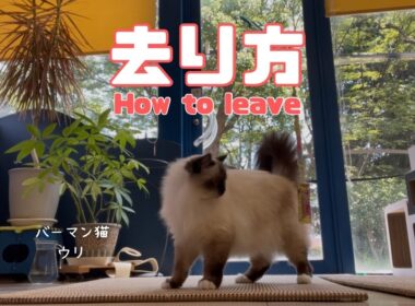 バーマン猫ラフとウリ【去り方】How to leave（バーマン猫）Birman/Cat