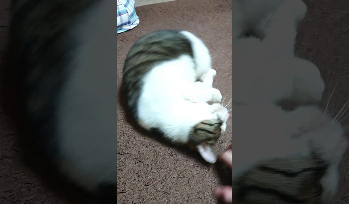 転がっちゃう猫 #Shorts