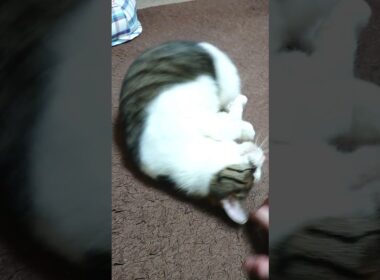 転がっちゃう猫 #Shorts