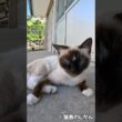シャム子 #shorts #猫 #cat #cats