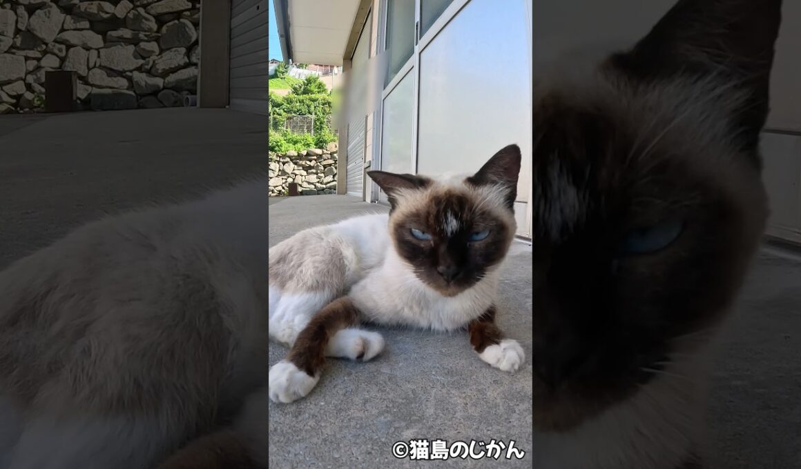 シャム子 #shorts #猫 #cat #cats