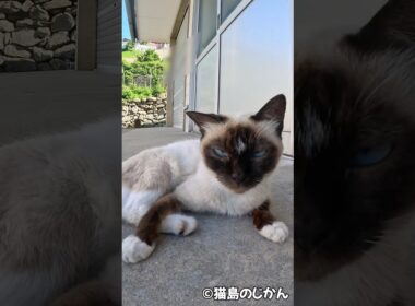 シャム子 #shorts #猫 #cat #cats