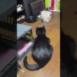 シャムの子ネコ雫。折りたたみコンテナに入った黒猫の子ネコ黒夢を見た後、食事。黒夢、出てきて、ちょっかいをだそうとしたが止めた