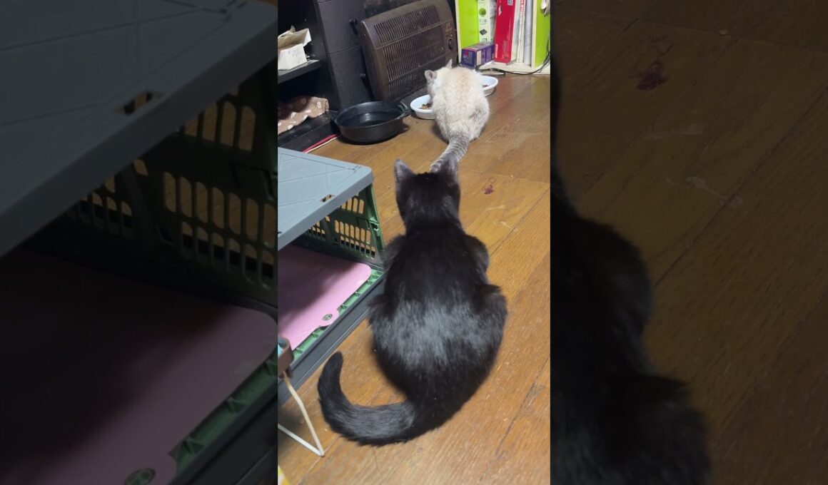 シャムの子ネコ雫。折りたたみコンテナに入った黒猫の子ネコ黒夢を見た後、食事。黒夢、出てきて、ちょっかいをだそうとしたが止めた