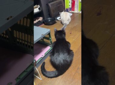 シャムの子ネコ雫。折りたたみコンテナに入った黒猫の子ネコ黒夢を見た後、食事。黒夢、出てきて、ちょっかいをだそうとしたが止めた