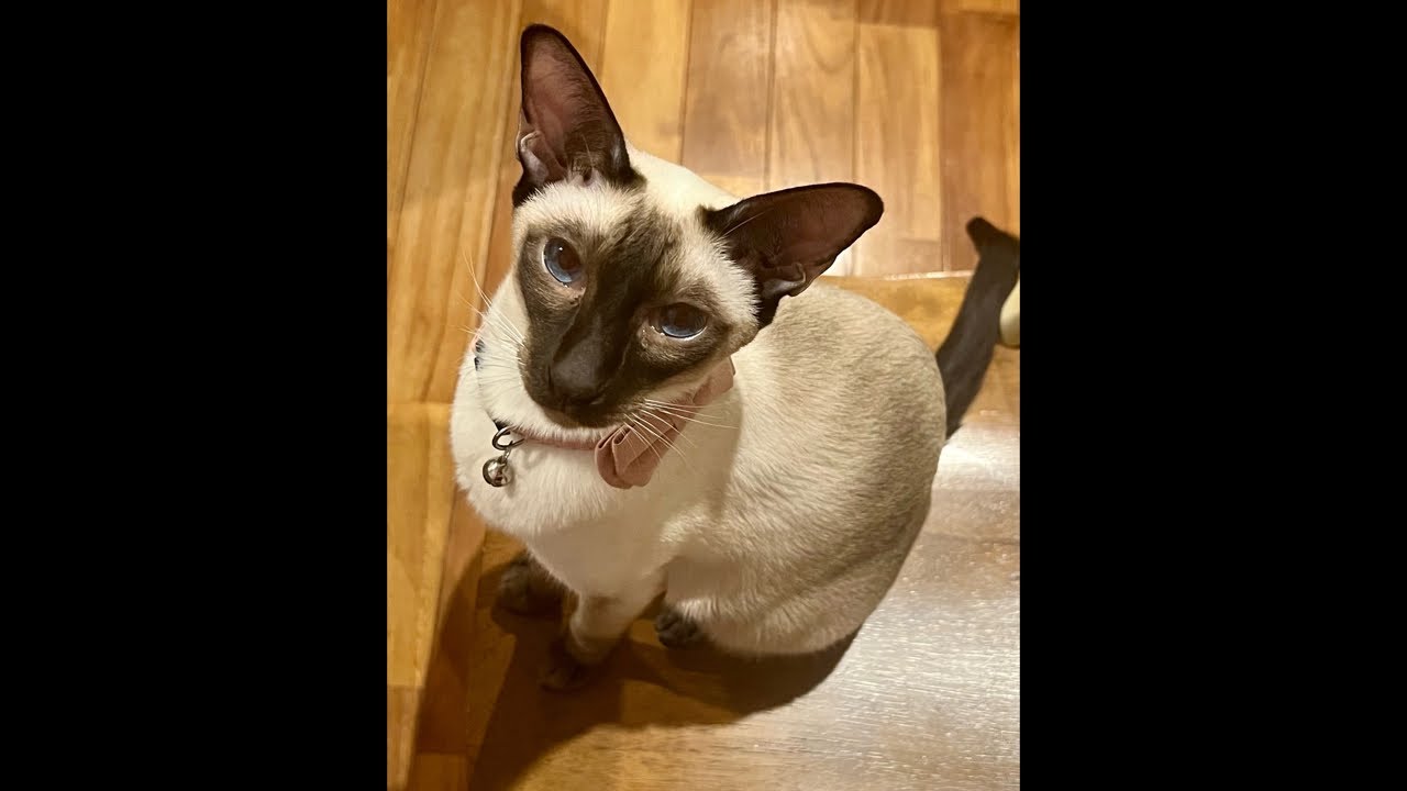 俺はシャムだ。I am a Siamese cat. is live!