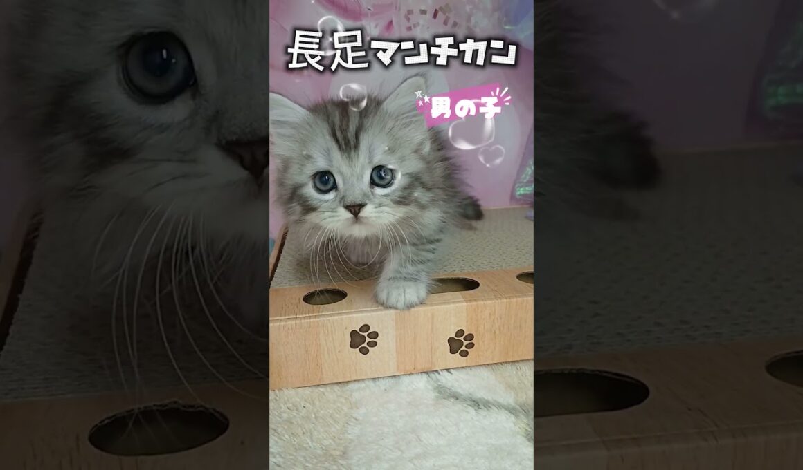 【ご家族様募集中】長足マンチカン男の子♡ #cat #かわいい子猫 #kitten #子猫 #cute #子猫ブリーダー #短足マンチカン #短足ミヌエット #子ネコ #子猫 #好きな子猫