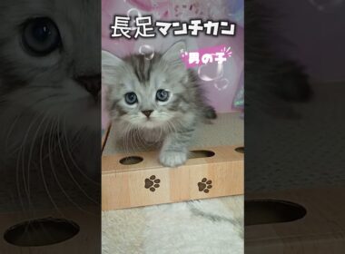 【ご家族様募集中】長足マンチカン男の子♡ #cat #かわいい子猫 #kitten #子猫 #cute #子猫ブリーダー #短足マンチカン #短足ミヌエット #子ネコ #子猫 #好きな子猫