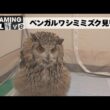 激おこプンプンベンガルワシミミズク見守り配信