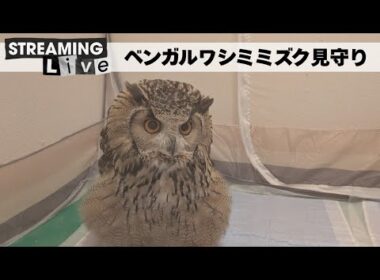 激おこプンプンベンガルワシミミズク見守り配信
