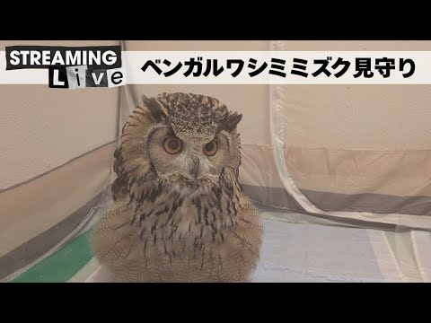 激おこプンプンベンガルワシミミズク見守り配信