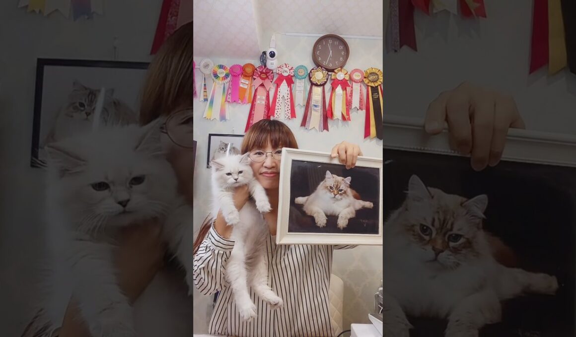 抱っこができる#サイベリアン の#子ネコ ご紹介ライブ2❣️ #猫のいる暮らし をはじめるならサイベリアン #ペットショップ のロイヤルキャッツで😻