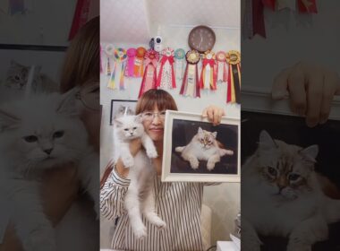 抱っこができる#サイベリアン の#子ネコ ご紹介ライブ2❣️ #猫のいる暮らし をはじめるならサイベリアン #ペットショップ のロイヤルキャッツで😻