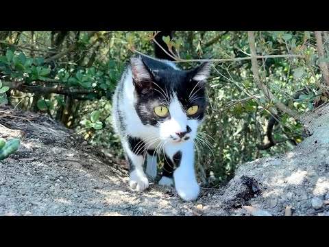 山道を付いて来た猫ハチ君が頑張って猫集会に参加しようと試みる