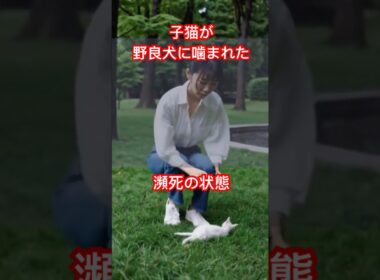 子猫が野良猫に噛まれて瀕死の状態！すぐに動物病院で治療を#shorts