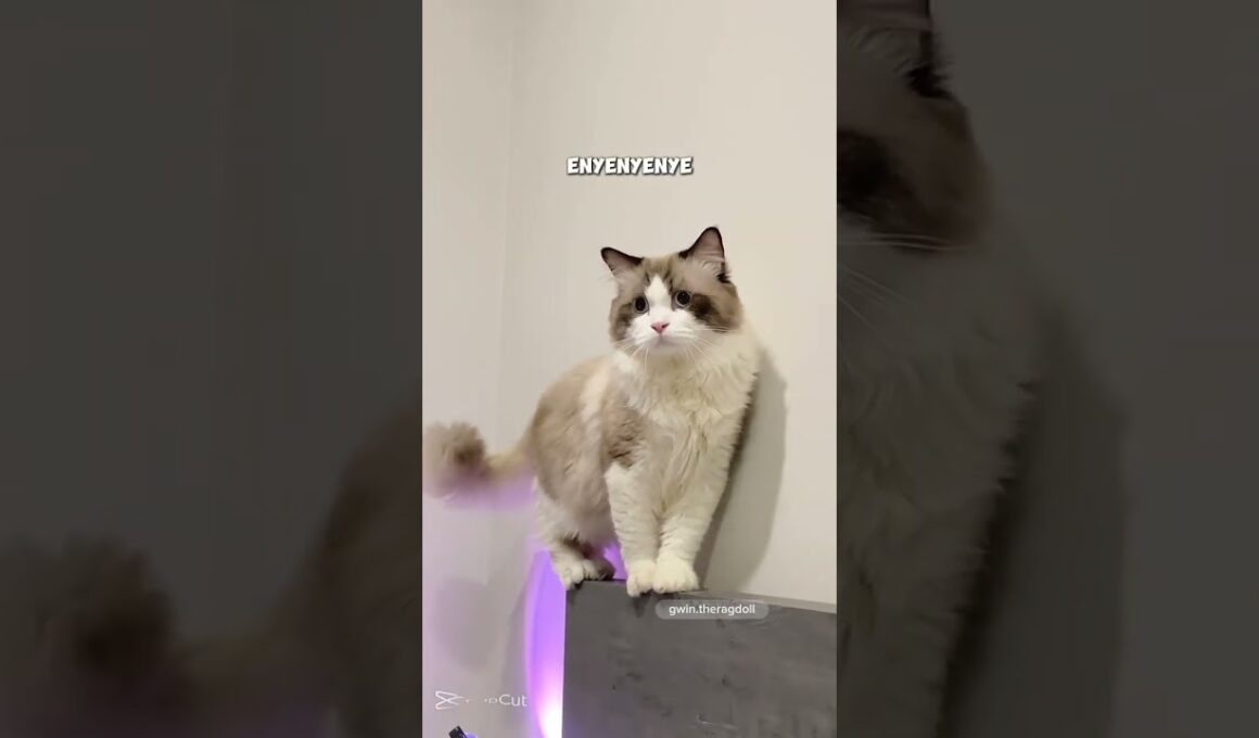 king's cat #viralvideo #cat #sorts #funny