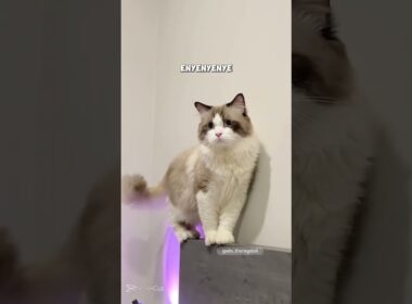 king's cat #viralvideo #cat #sorts #funny