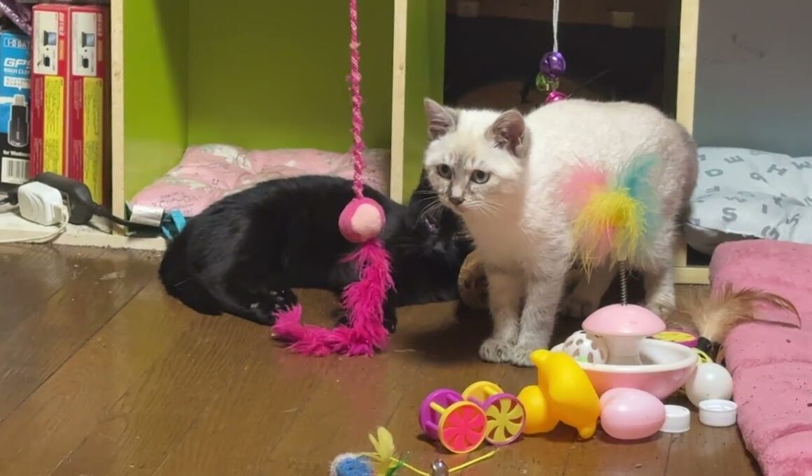 シャムの子ネコ雫ちゃん。幸せの鈴（ネコジャラシ）を鳴らす。黒猫の子ネコ黒夢、目が治りますように