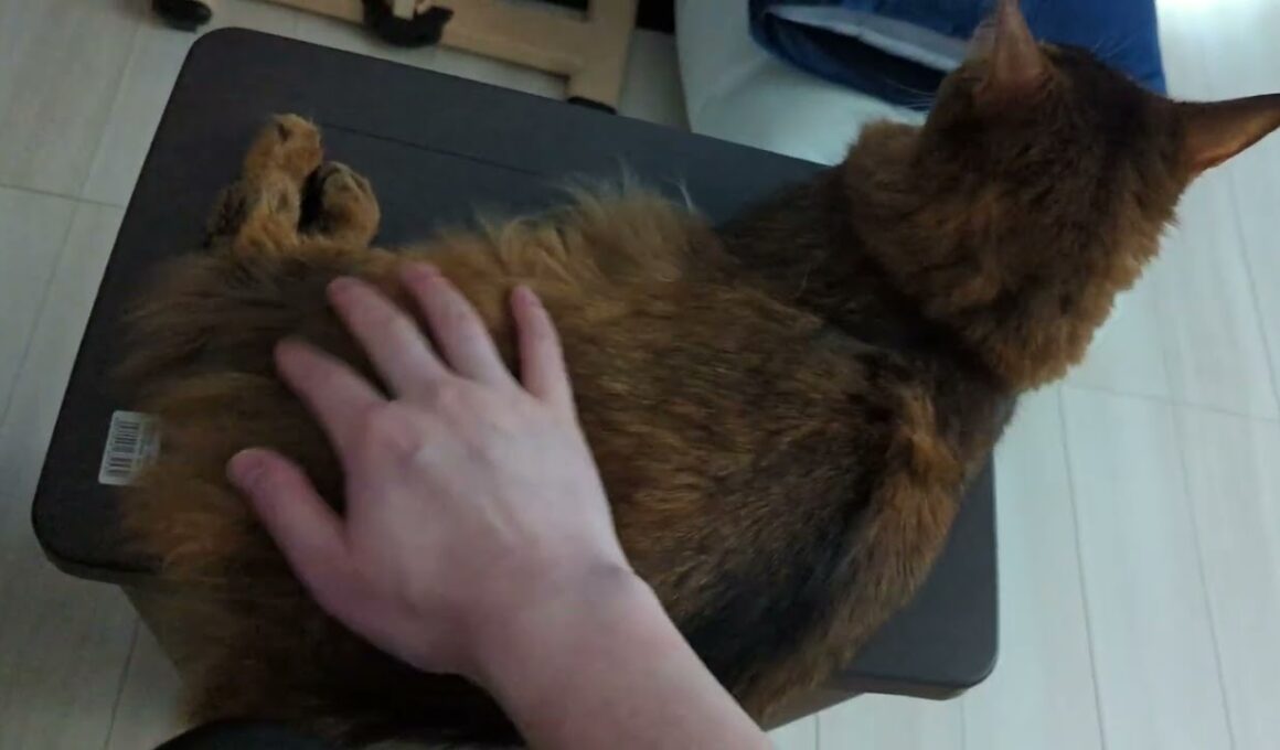 【1322日目】こっち見てくれない… #ソマリ #cat