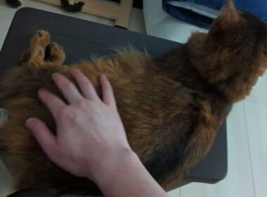 【1322日目】こっち見てくれない… #ソマリ #cat