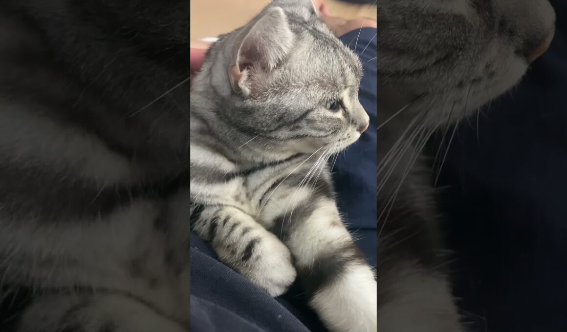 ぐーぐーぐーなアメショさん🐱 #ねこ #猫 #アメリカンショートヘア #cat