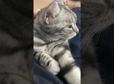 ぐーぐーぐーなアメショさん🐱 #ねこ #猫 #アメリカンショートヘア #cat