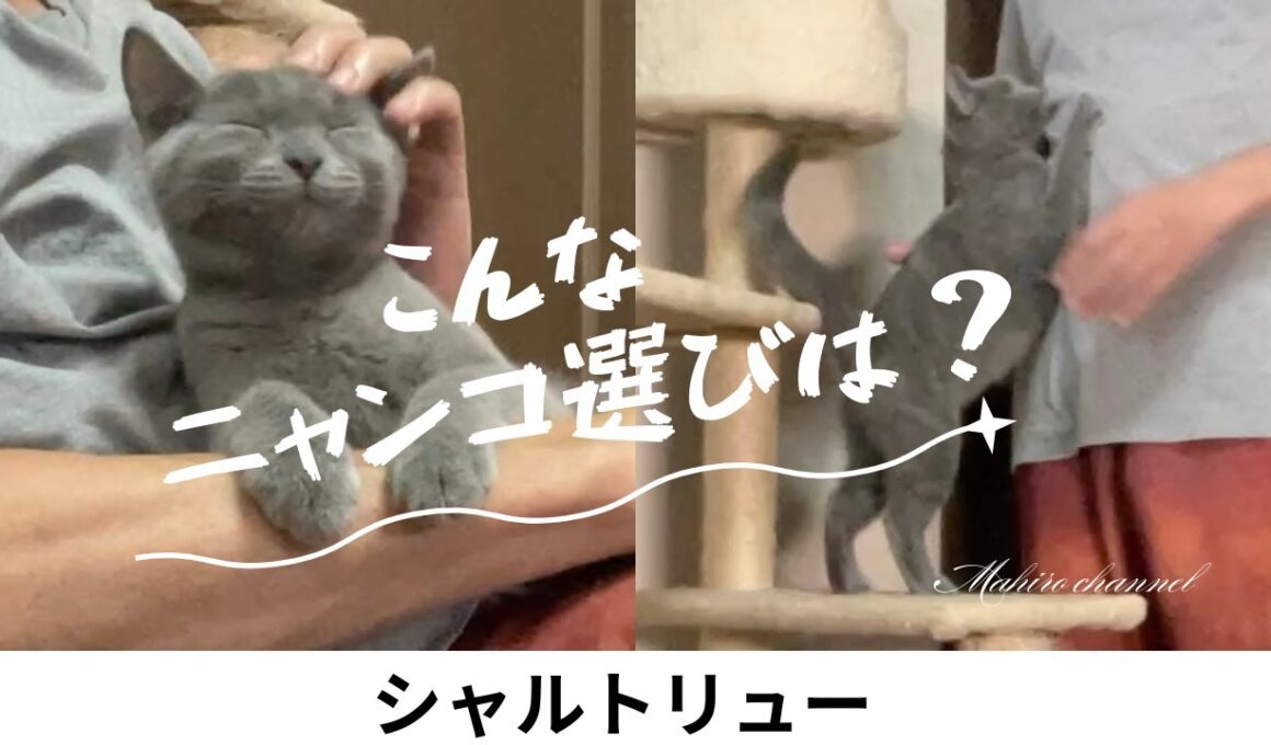 子猫、我が家への迎え入れ【シャルトリュー子猫】