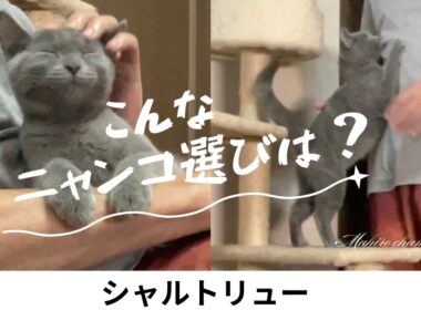 子猫、我が家への迎え入れ【シャルトリュー子猫】