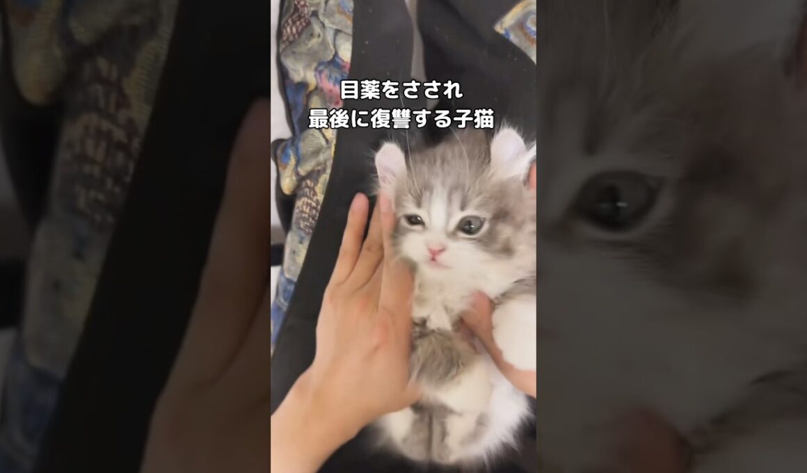 目薬してる時はお利口さんなのに最後絶対狙ってたw #ねこ #キンカロー #子猫 #shorts