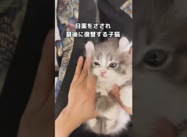 目薬してる時はお利口さんなのに最後絶対狙ってたw #ねこ #キンカロー #子猫 #shorts