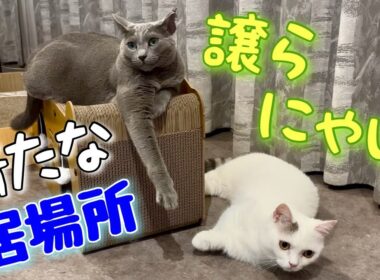 ロシアンブルー | TEMUの爪とぎハウス、猫目線での評価は？ [Russian Blue cat Kotetsu]