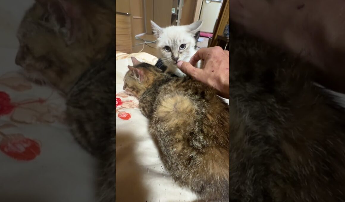 キジシロのルル「シャムの子ネコ雫ちゃん、心を開いた」と思いきや、別の部屋へ走り出した