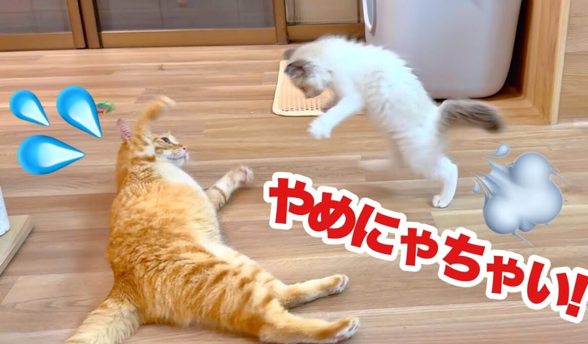 先住猫の大暴走に待った!! 子猫の決死の大ジャンプ‼︎